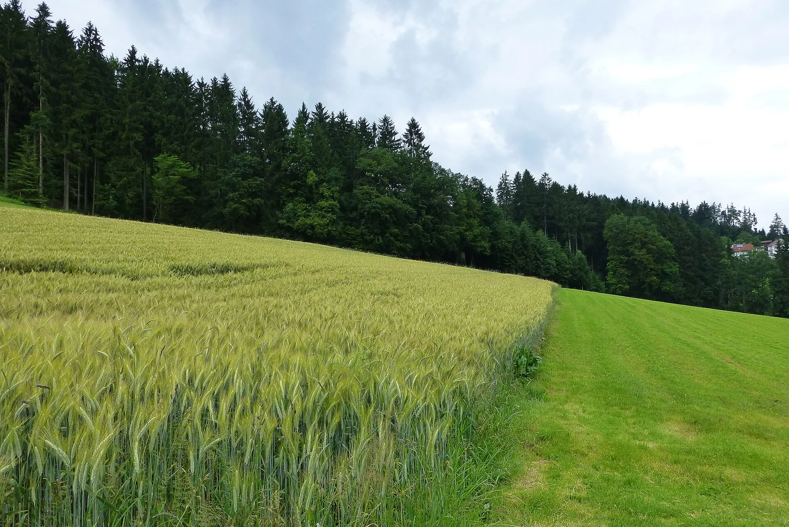 Gerstenfeld in Österreich